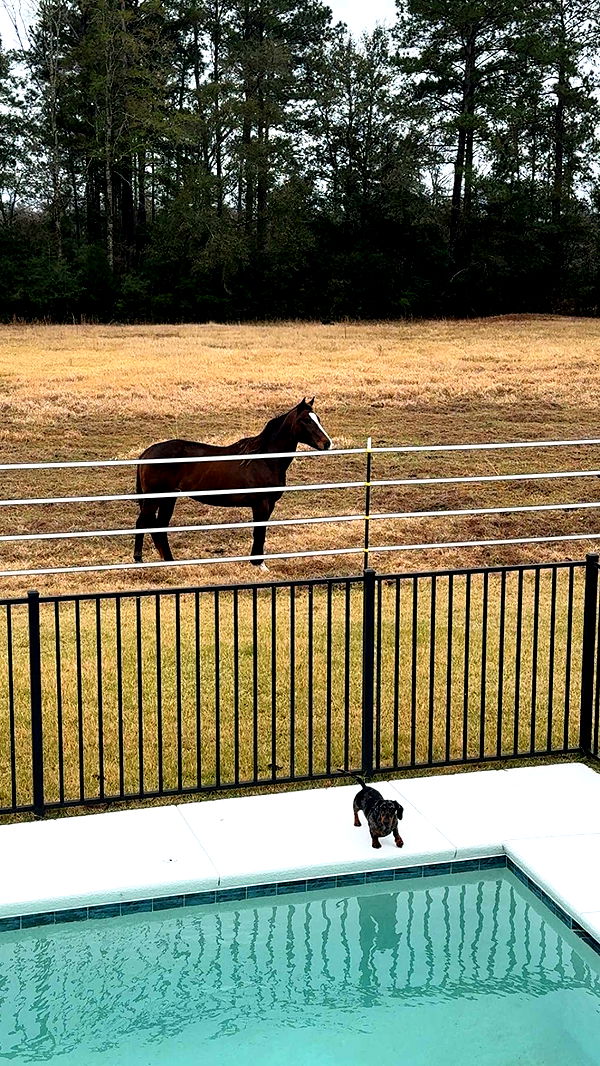 mckinley_1 image ~ Altpins