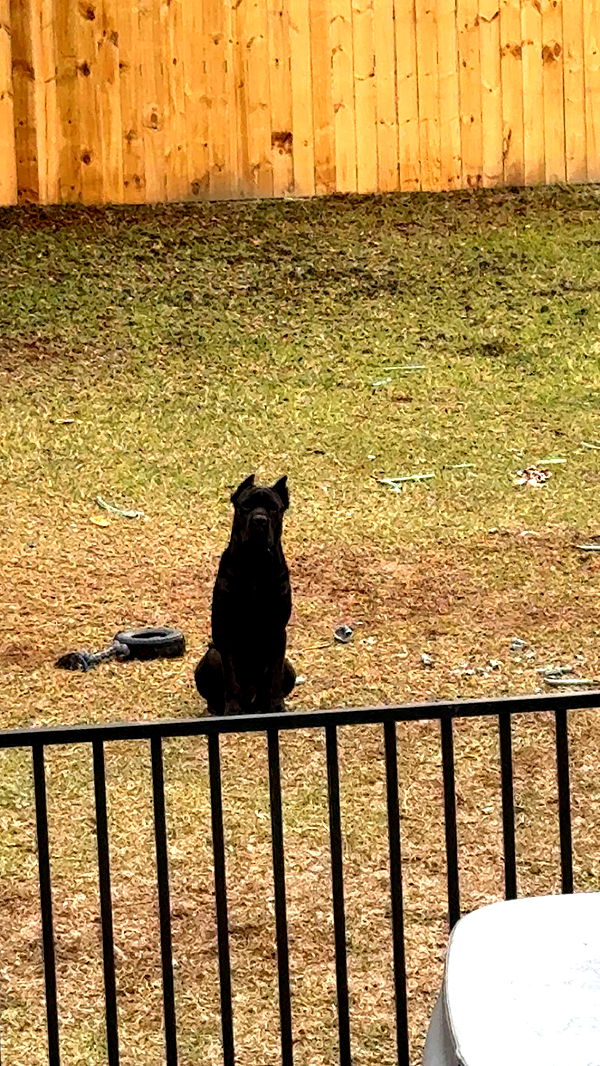 mckinley_1 image ~ Altpins