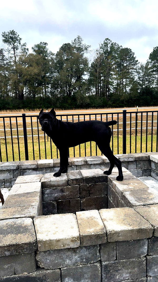 mckinley_1 image ~ Altpins