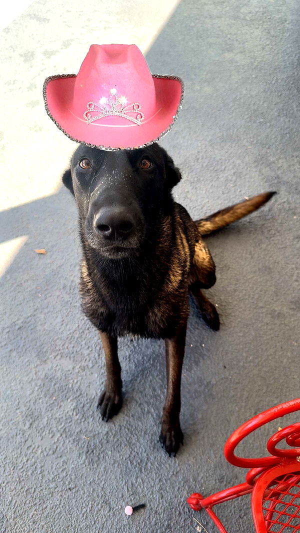 mckinley_1 image ~ Altpins