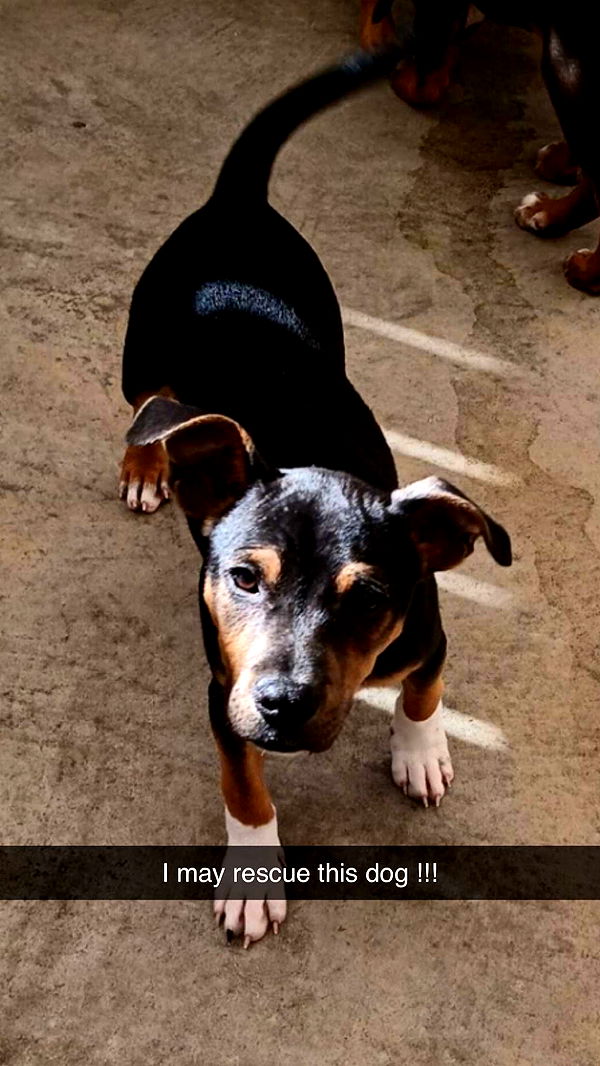 mckinley_1 image ~ Altpins