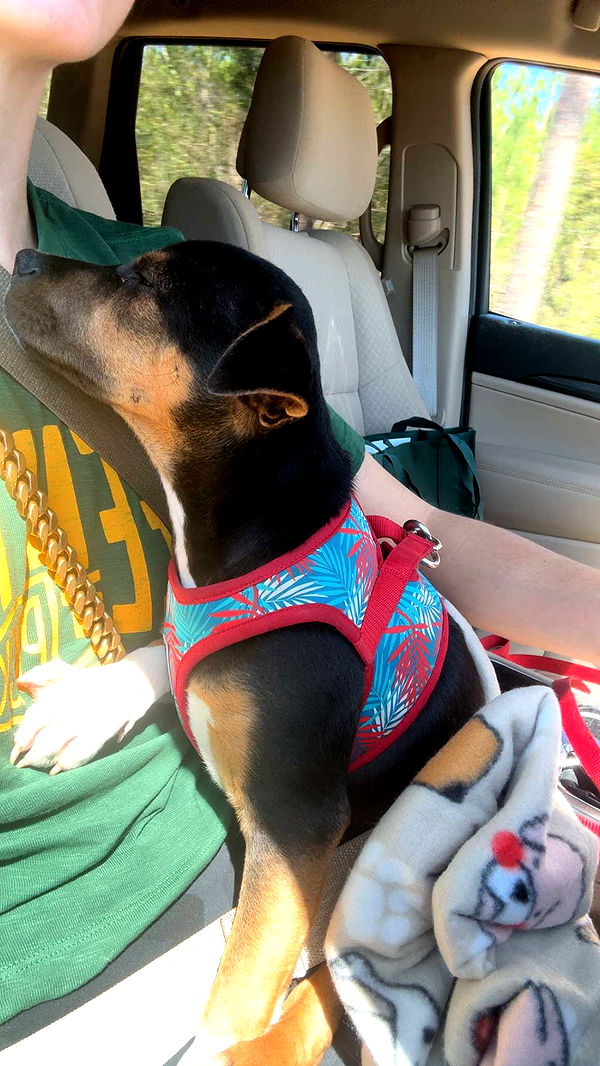 mckinley_1 image ~ Altpins