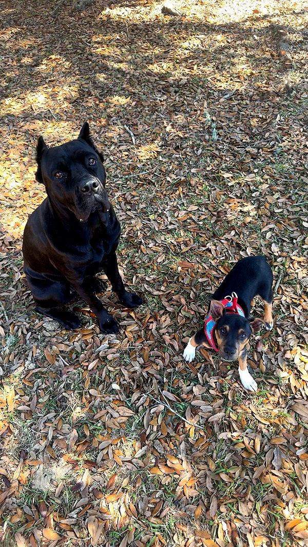 mckinley_1 image ~ Altpins