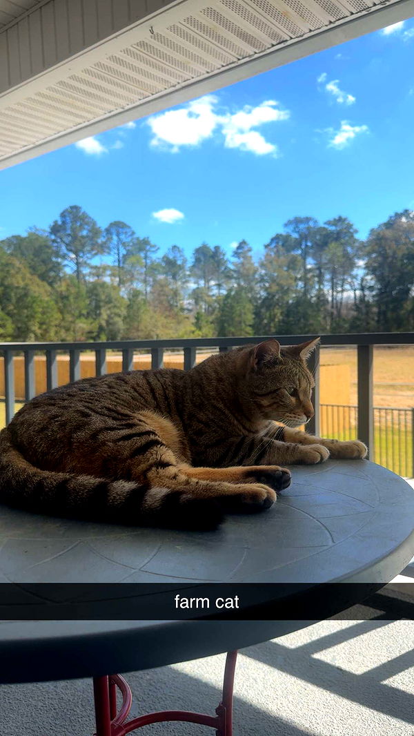 mckinley_1 image ~ Altpins