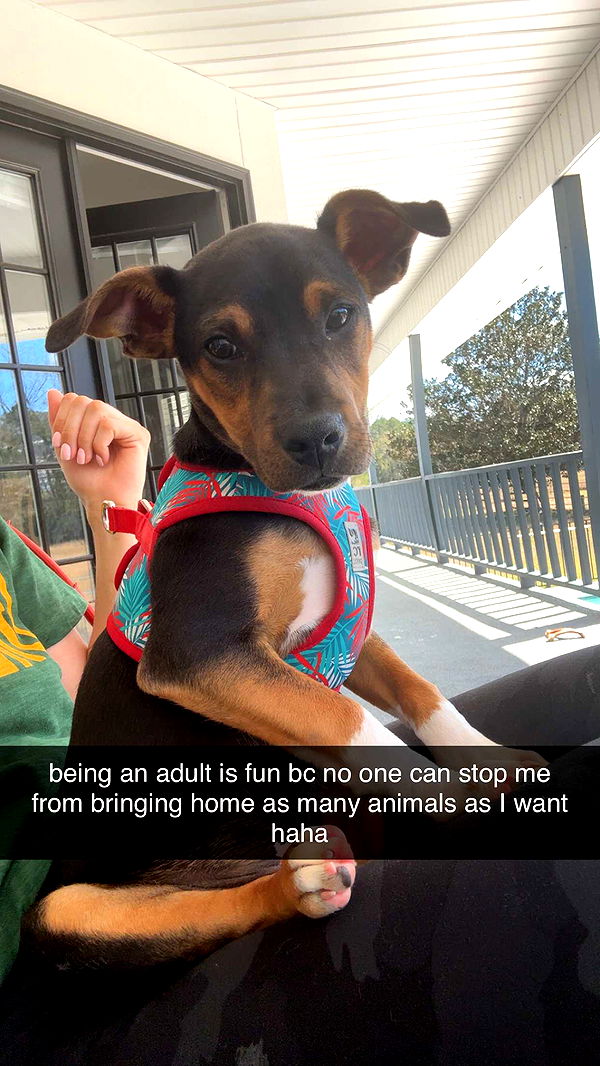 mckinley_1 image ~ Altpins