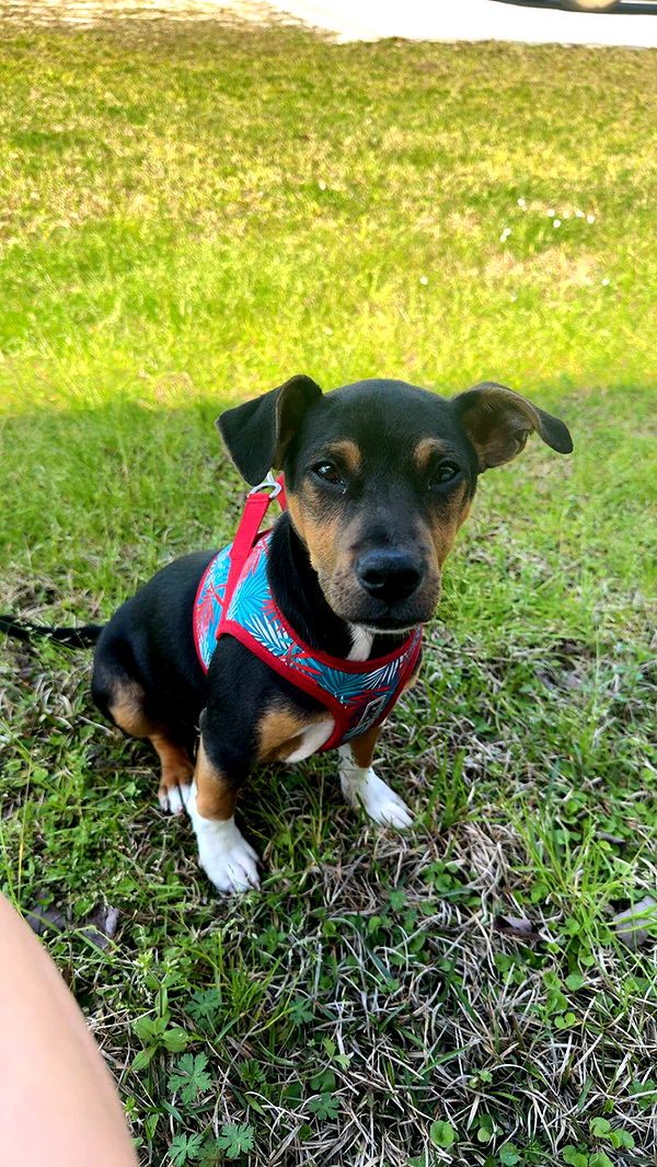 mckinley_1 image ~ Altpins