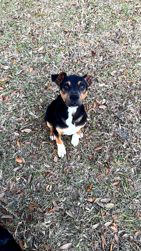 mckinley_1 image ~ Altpins