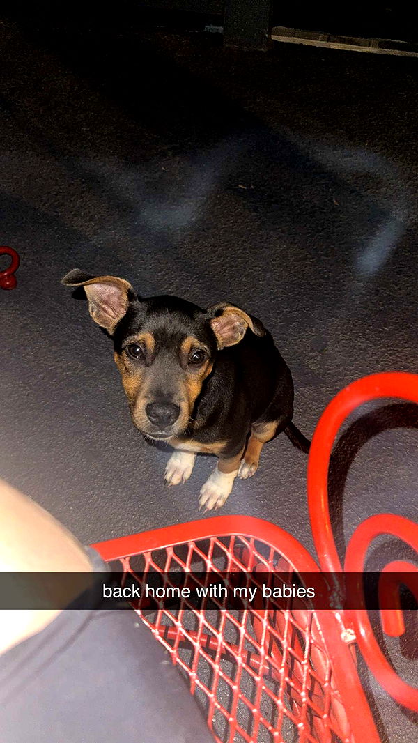 mckinley_1 image ~ Altpins