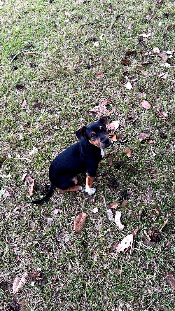 mckinley_1 image ~ Altpins