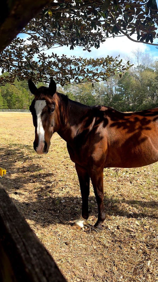 mckinley_1 image ~ Altpins