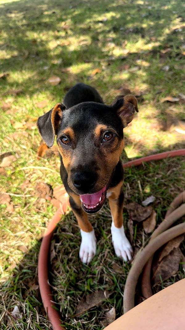 mckinley_1 image ~ Altpins