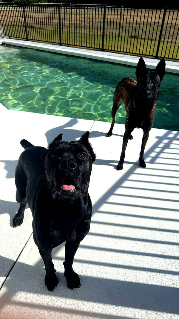 mckinley_1 image ~ Altpins