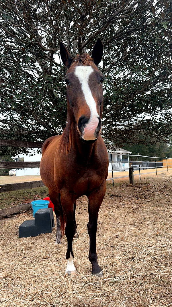 mckinley_1 image ~ Altpins