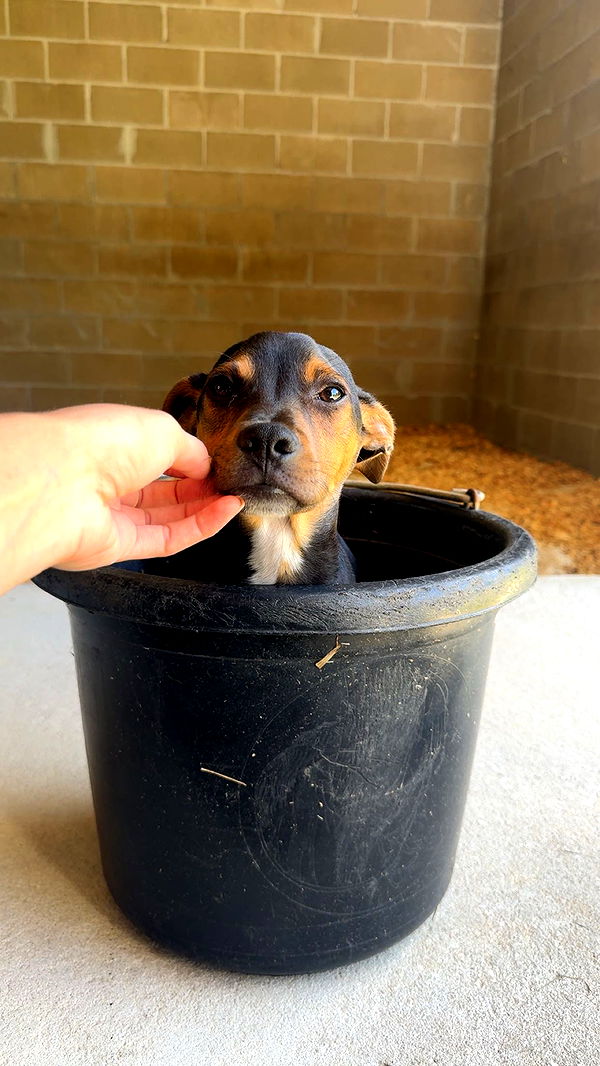 mckinley_1 image ~ Altpins