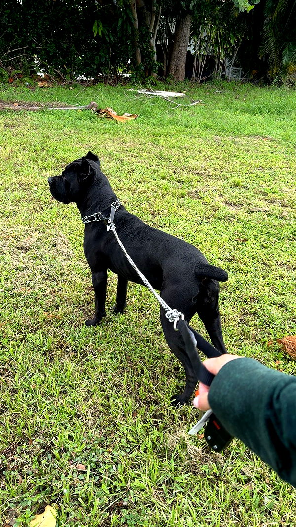 mckinley_1 image ~ Altpins