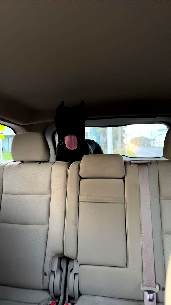 mckinley_1 image ~ Altpins