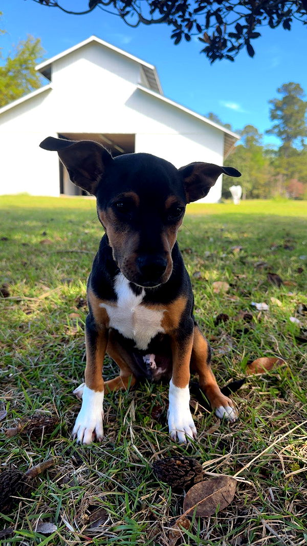 mckinley_1 image ~ Altpins