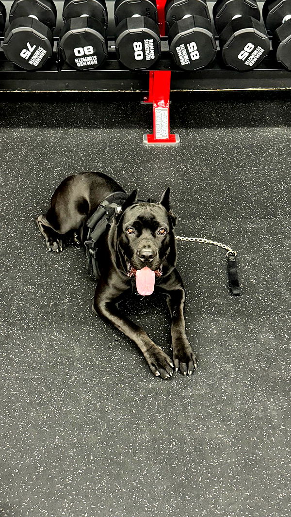 mckinley_1 image ~ Altpins