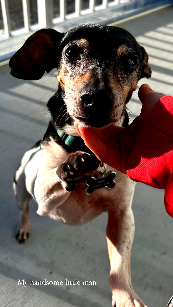 mckinley_1 image ~ Altpins