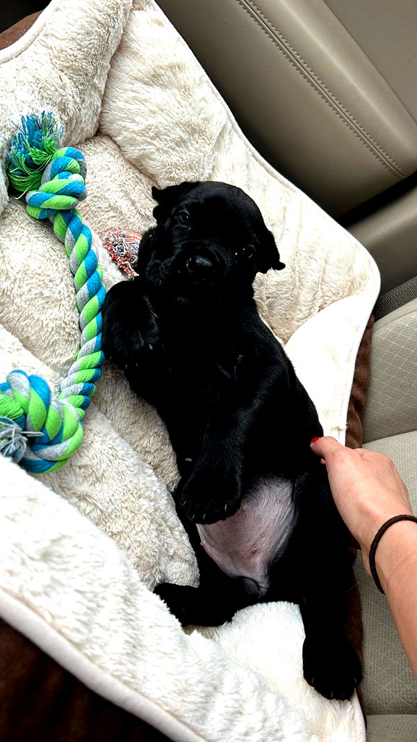 mckinley_1 image ~ Altpins