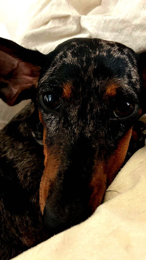 mckinley_1 image ~ Altpins