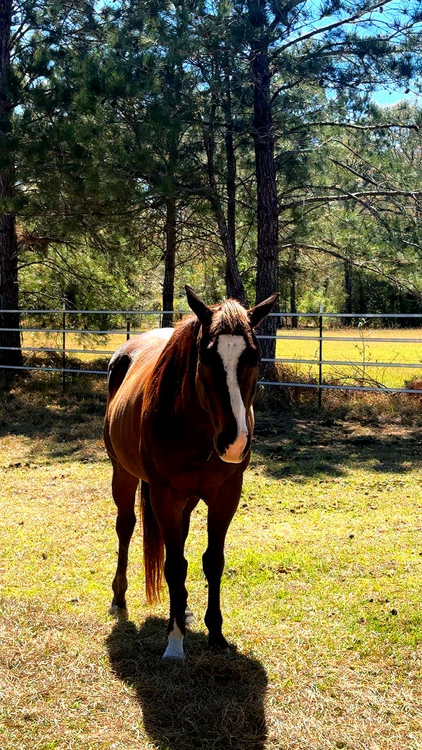 mckinley_1 image ~ Altpins