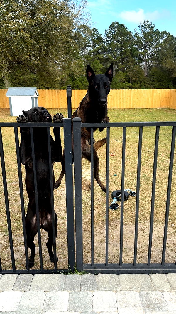 mckinley_1 image ~ Altpins