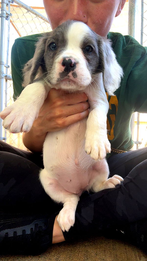 mckinley_1 image ~ Altpins