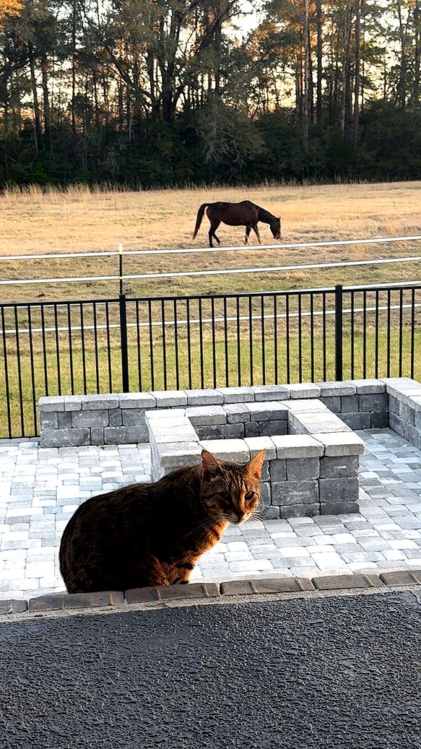 mckinley_1 image ~ Altpins