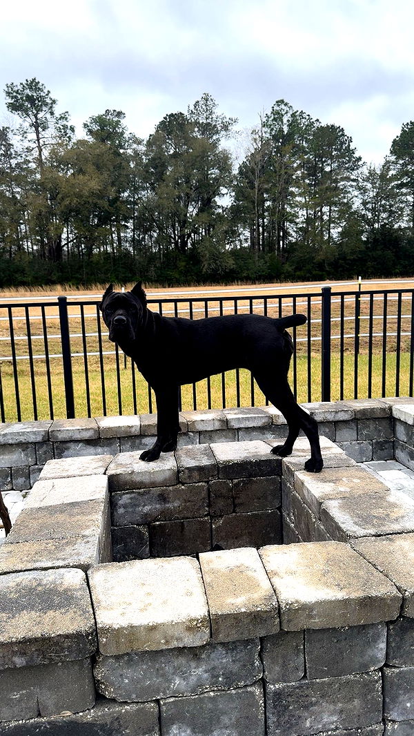 mckinley_1 image ~ Altpins