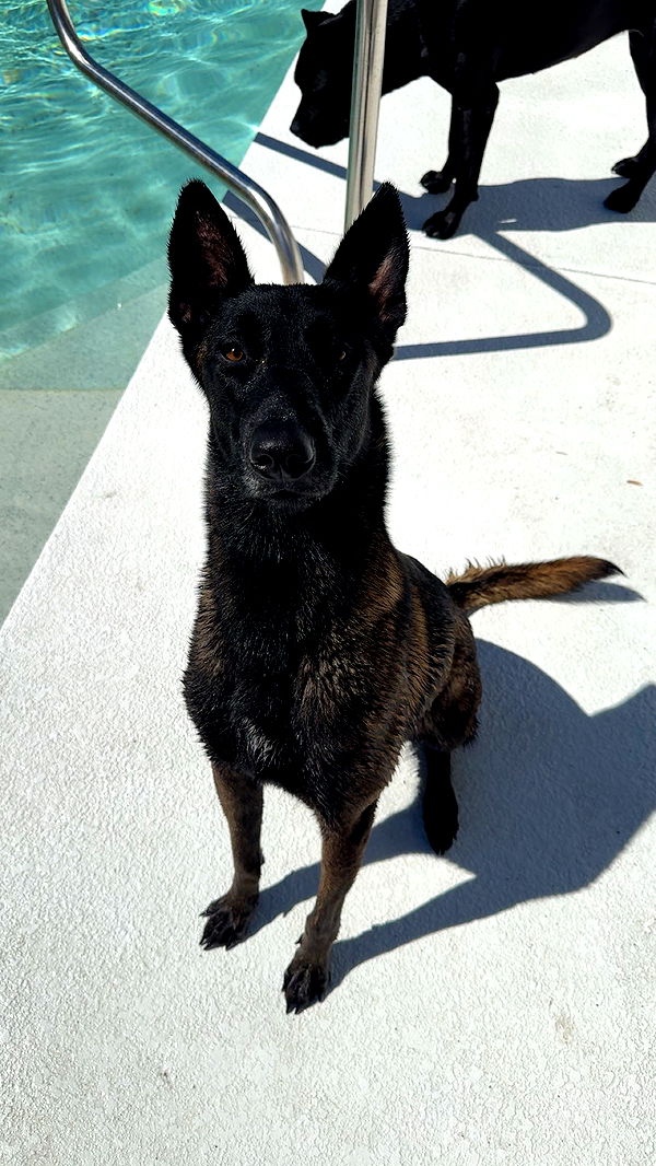 mckinley_1 image ~ Altpins