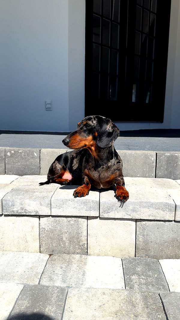 mckinley_1 image ~ Altpins