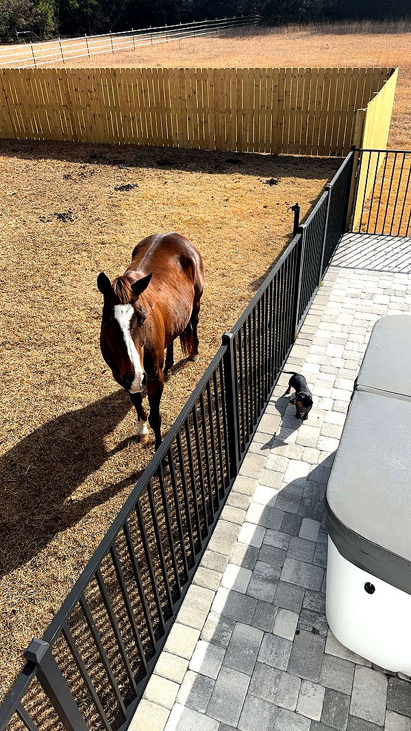 mckinley_1 image ~ Altpins