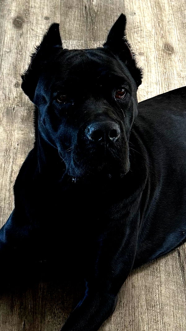 mckinley_1 image ~ Altpins