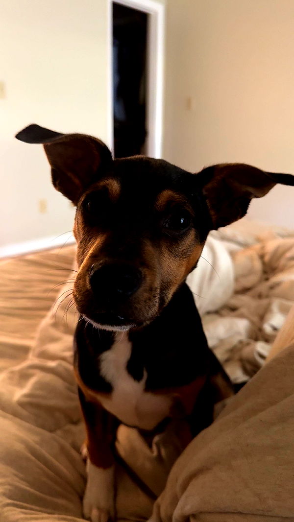 mckinley_1 image ~ Altpins