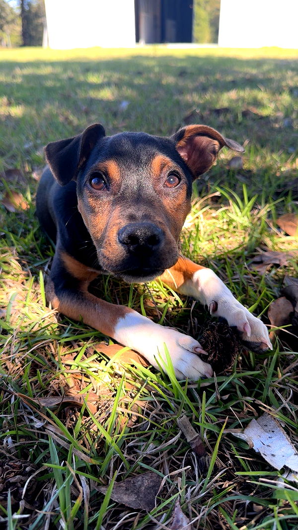 mckinley_1 image ~ Altpins