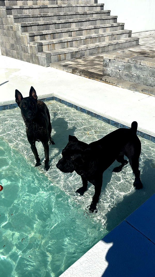 mckinley_1 image ~ Altpins