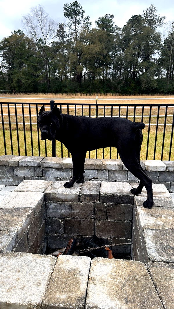 mckinley_1 image ~ Altpins