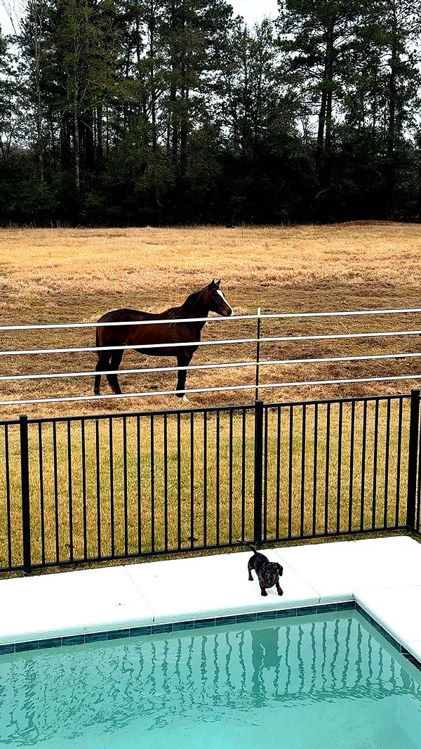 mckinley_1 image ~ Altpins