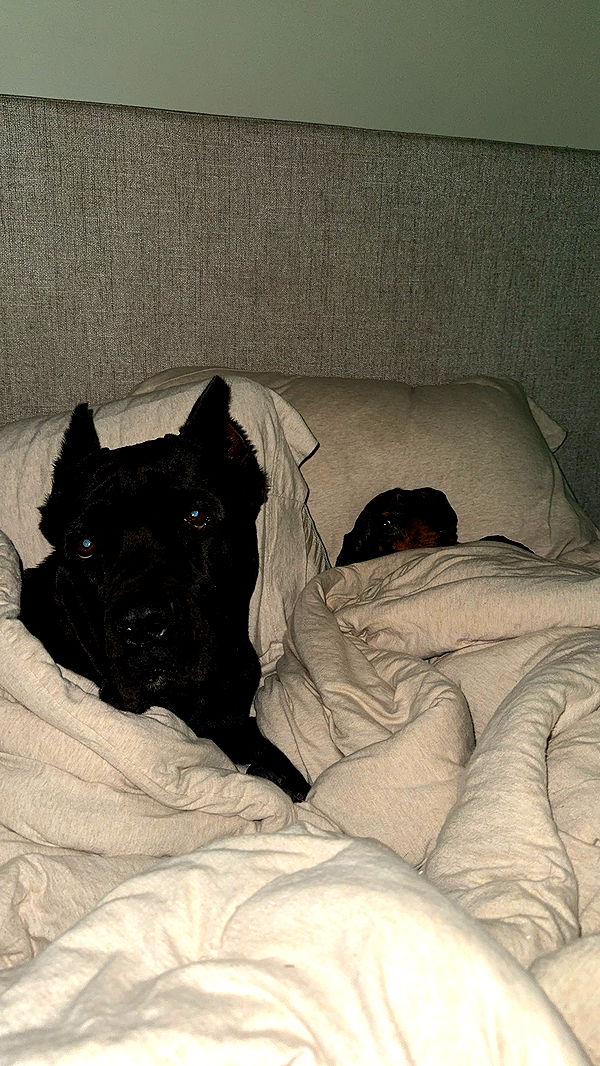 mckinley_1 image ~ Altpins