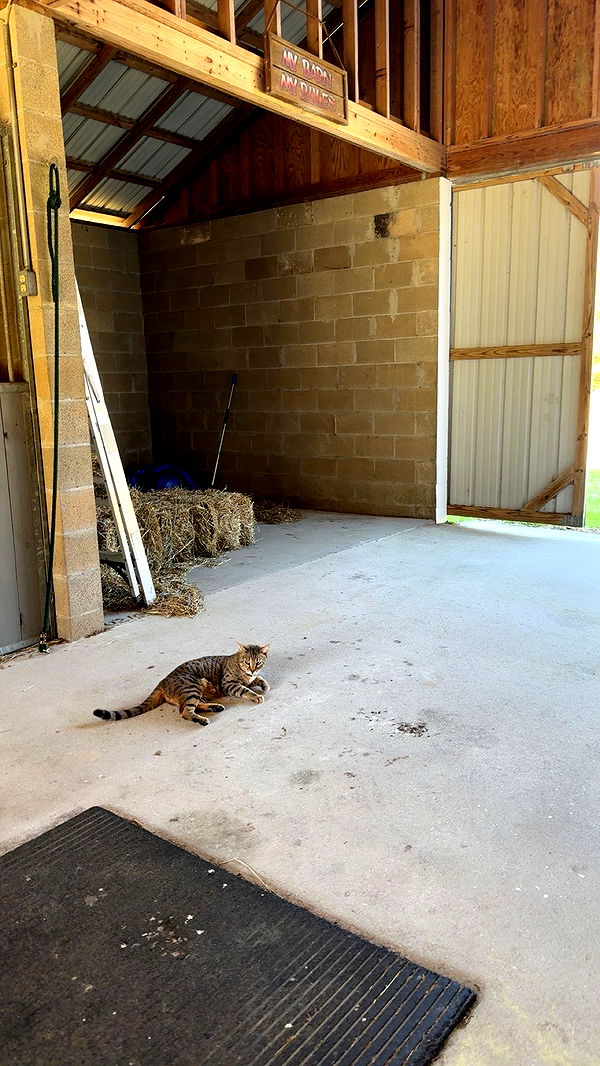 mckinley_1 image ~ Altpins