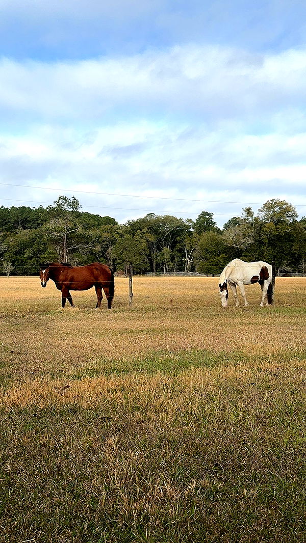 mckinley_1 image ~ Altpins