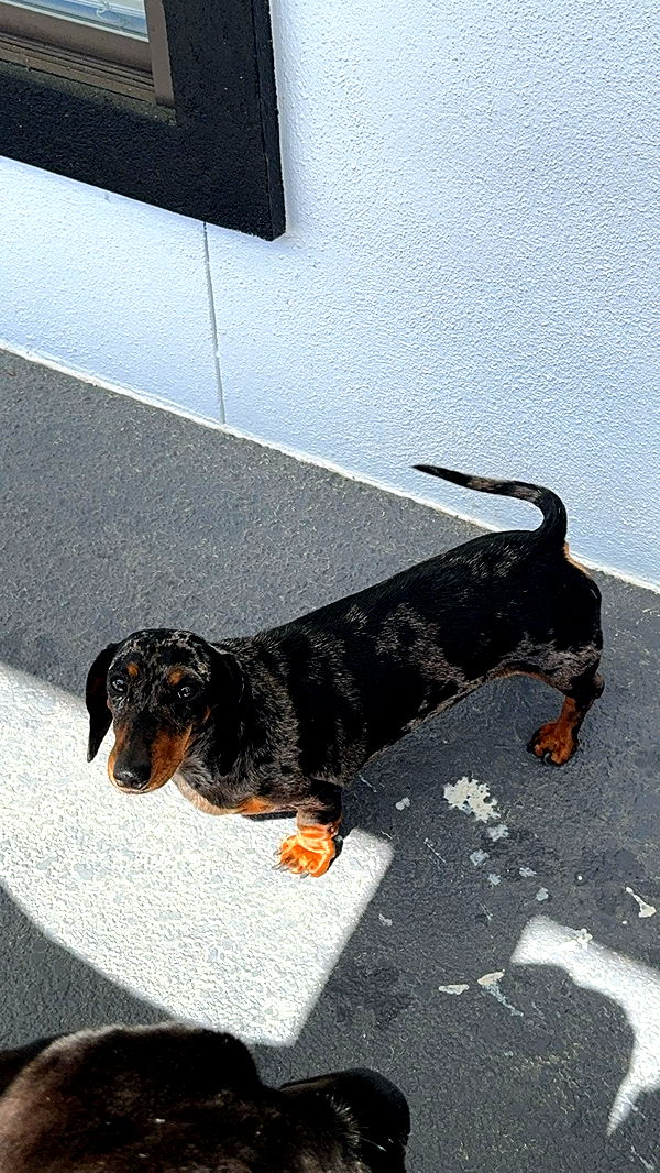 mckinley_1 image ~ Altpins