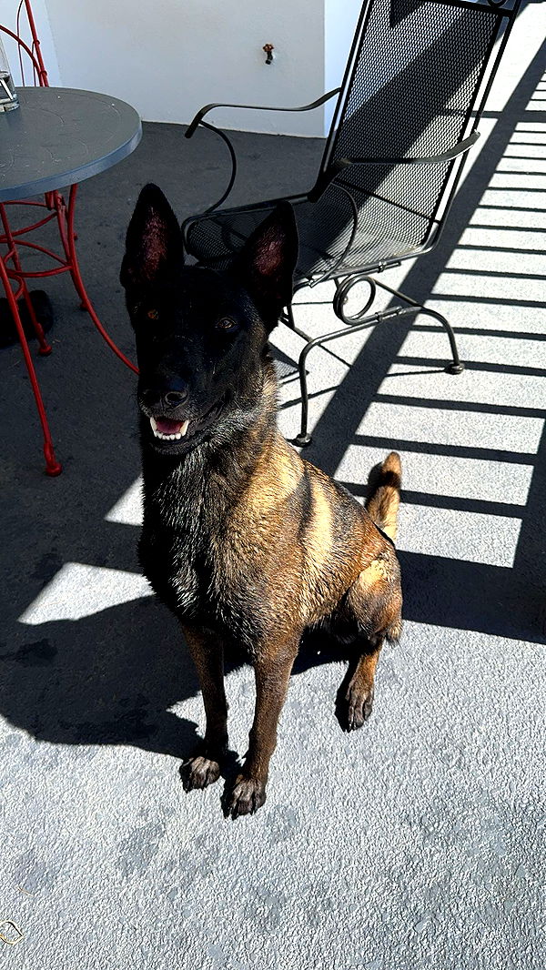 mckinley_1 image ~ Altpins