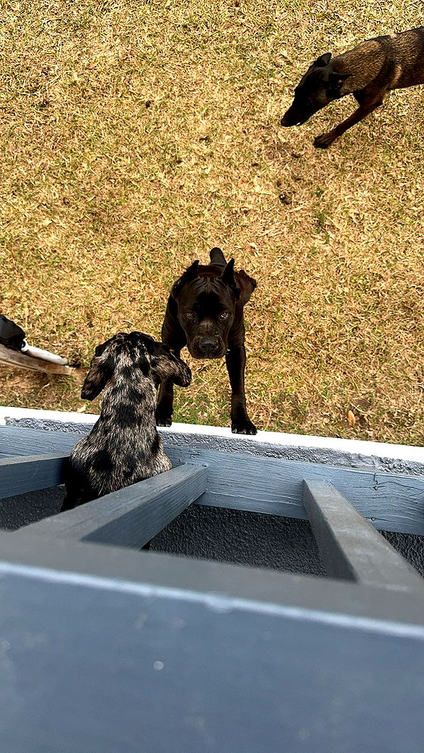 mckinley_1 image ~ Altpins