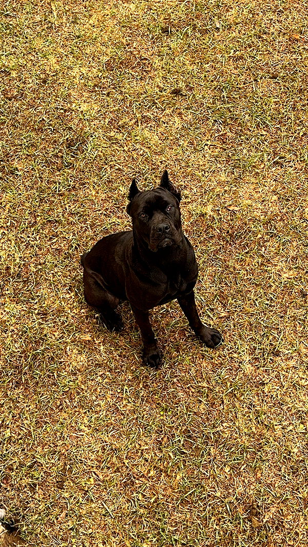 mckinley_1 image ~ Altpins