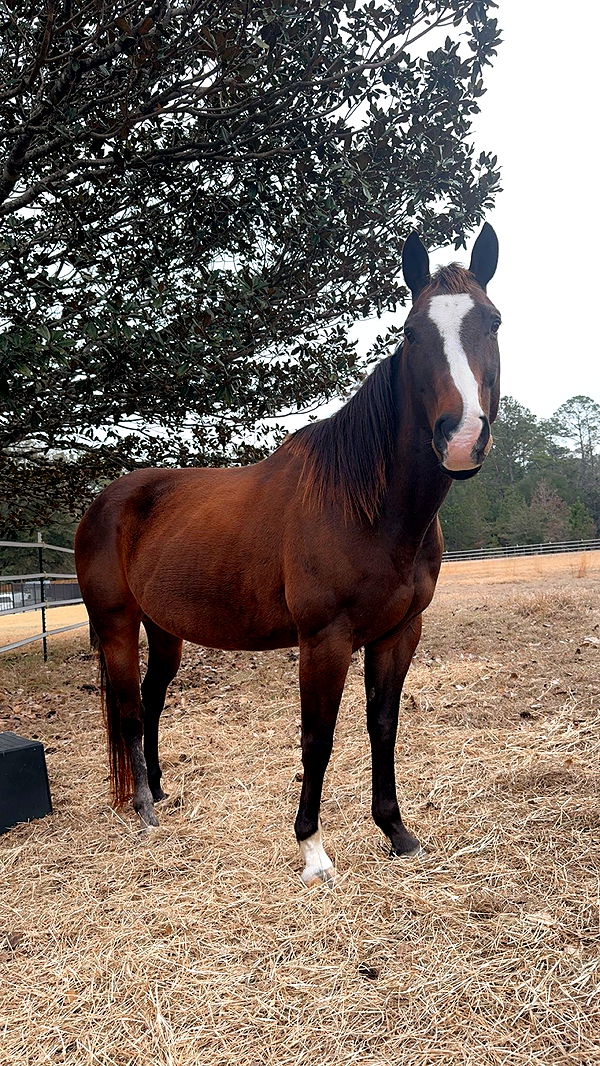 mckinley_1 image ~ Altpins