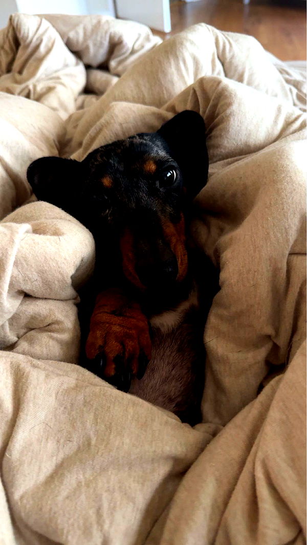 mckinley_1 image ~ Altpins