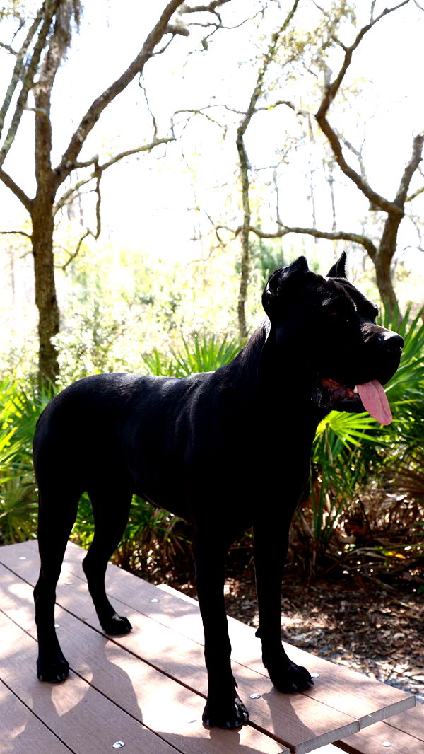 mckinley_1 image ~ Altpins