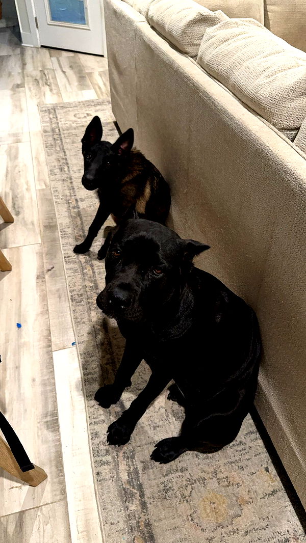 mckinley_1 image ~ Altpins